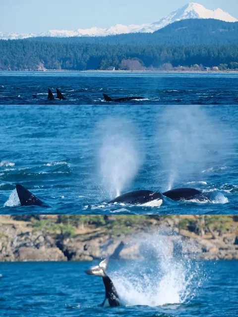 Seattle | Whale Watching from San Juan Island on a Small Boat
