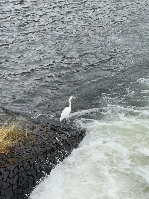 Uji (Byodo-in Temple, Uji River, Kozan-ji Temple) 🌇(2)
