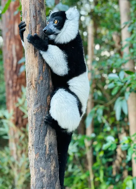  Hand-Feeding an Indri Lemur