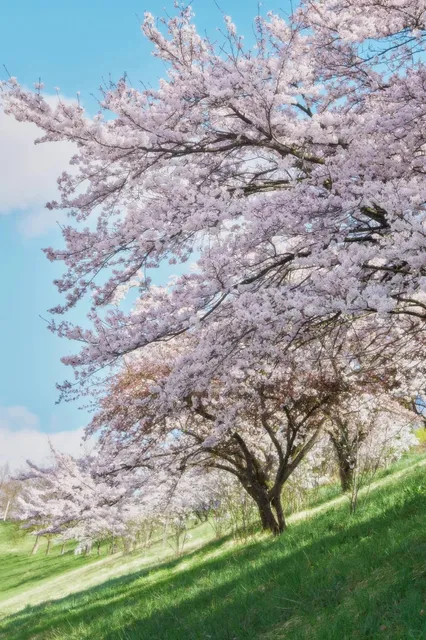 🇨🇭 Bern | Mountains in Bloom, Yoshino Cherries in Full Glory 🌸