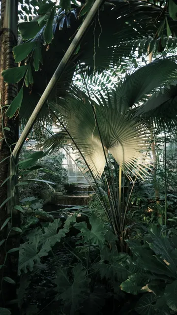 🌿 Exploring D.C.｜U.S. Botanic Garden Guide