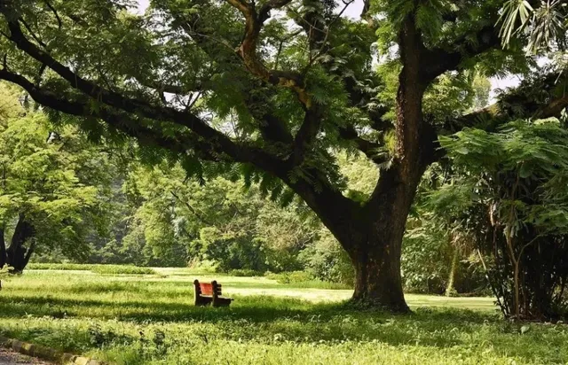  Indian Botanic Garden: A 250-Year-Old "One-Tree Forest" Wonder!  Nest