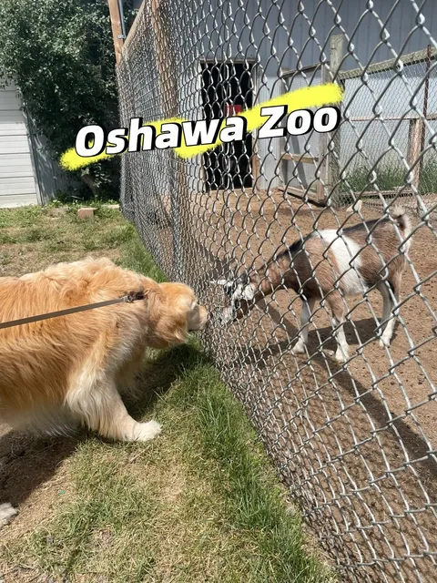 🇨🇦 A ZOO WHERE YOU CAN BRING YOUR DOG! 🐶🐑🐎🐷🦘🦙🐒