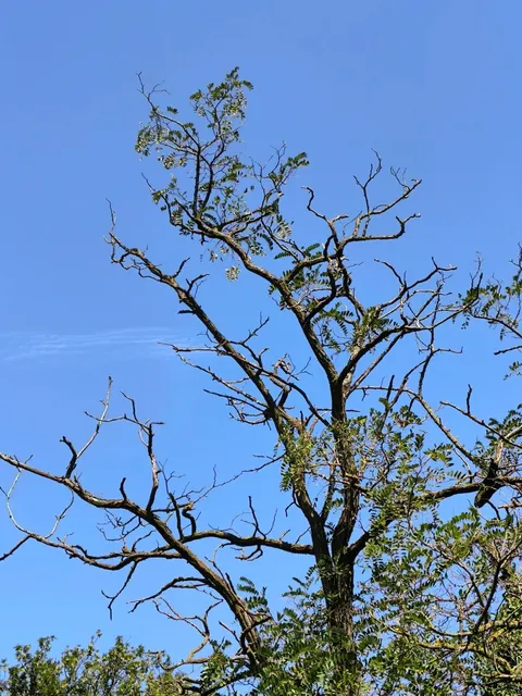 🌿 Best Spots to Daydream in Chambéry