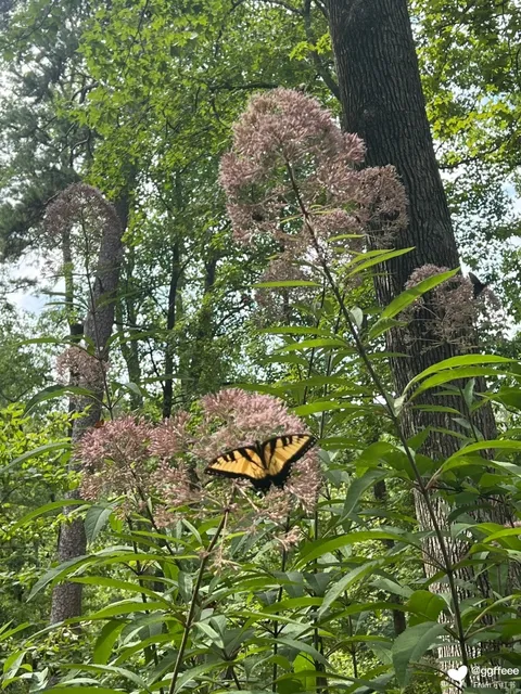 Paris Mountain | South Carolina | State Park