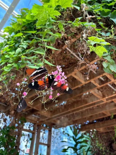 A Magical Weekend in Chicago: Butterfly Yoga Adventure! 🧘‍♀️🦋✨