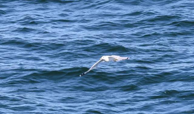 Madison Weekend Road Trip | Door County Day Getaway 🍁🚗