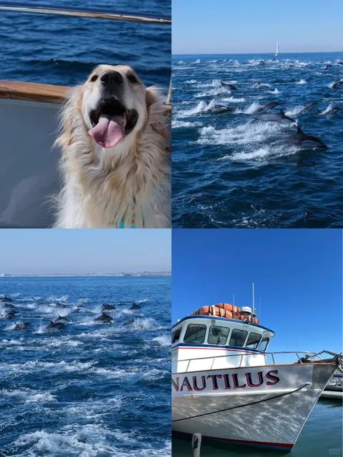Lucky Puppy Sees Dolphins on His First Boat Trip! 🐬  
