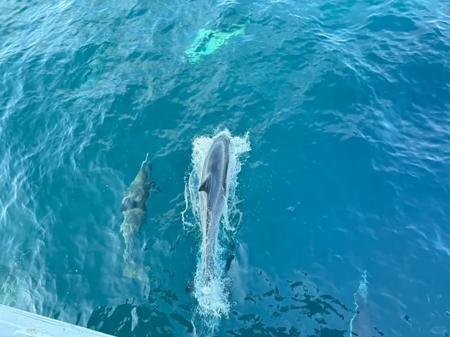 🐋 Whale Watching Tour in Long Beach, Los Angeles 🚢