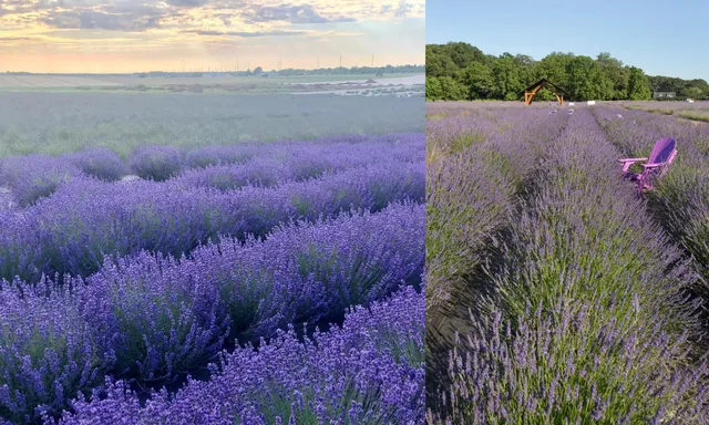 New York's Late Summer Purple Dream Map(1)