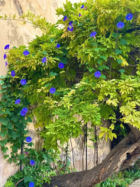 🇪🇸 Alhambra Palace: Where Every Courtyard Demands a Spin