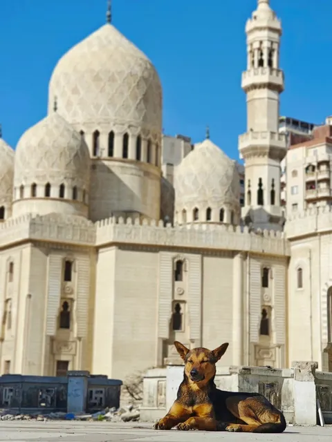 🇪🇬 El-Mursi Abul Abbas Mosque | Alexandria’s Hidden "Taj Mahal"
