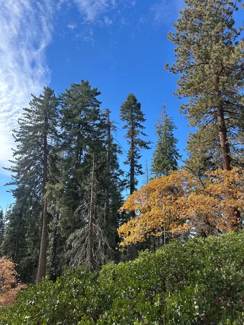 Sequoia Autumn Peak 🍂 | Some Absolutely Gorgeous Fall Colors!