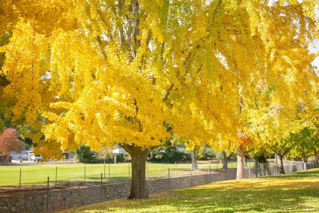 LA's Gingko Leaves 🍂✨