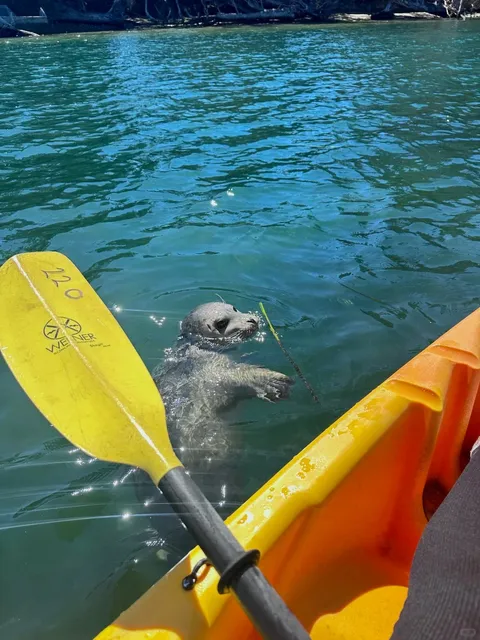 Seals Are the Puppies of the Sea 🐾😍