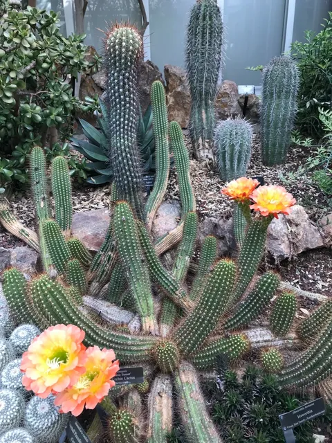 🌵🌸 Chicago Botanic Garden: Where Cacti Bloom Like Fireworks 