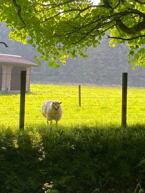 ​​🇬🇧 Edinburgh | Wandering into a Sheep's Paradise 🐏🌿​​
