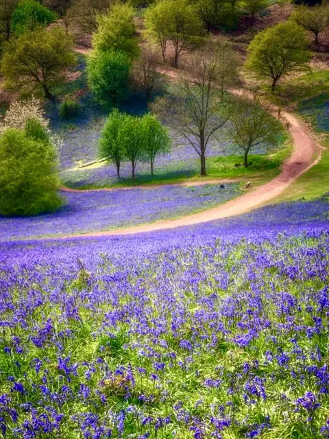 Just 45min from Birmingham: Step into a Dreamy Bluebell Wonderland! 🦄