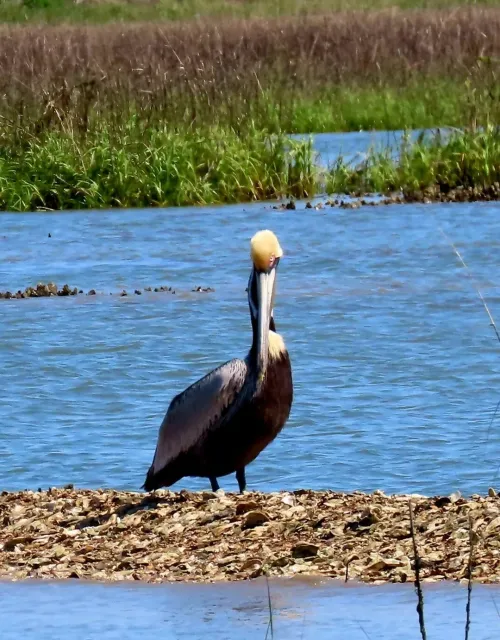 An Amazing Morris Island Adventure! 🐬