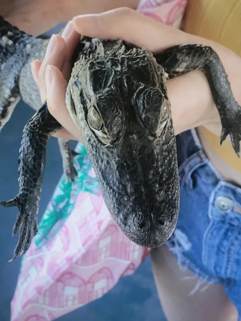 4-Day Travel Guide to New Orleans, USA 🇺🇸