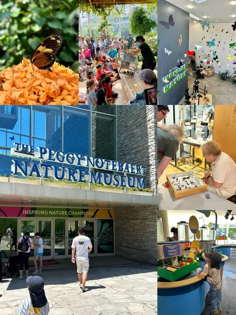  Adventure Guide | Chicago: Up Close with Butterflies 🦋