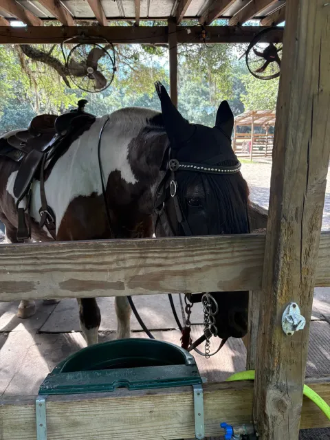 A Wonderful Historic Bike Tour! 🚲🌿