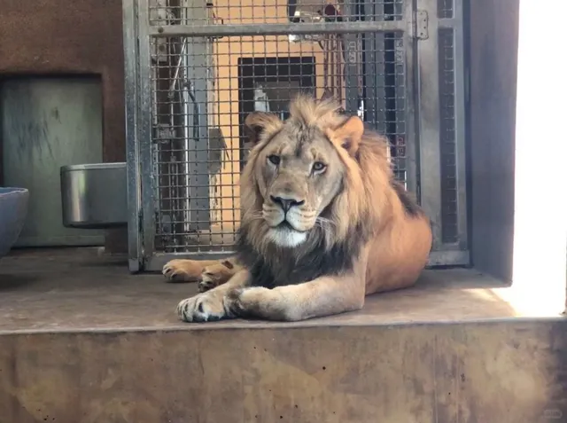 Cheyenne Mountain Zoo | A Hidden Gem Beneath the Rocky Mountains!