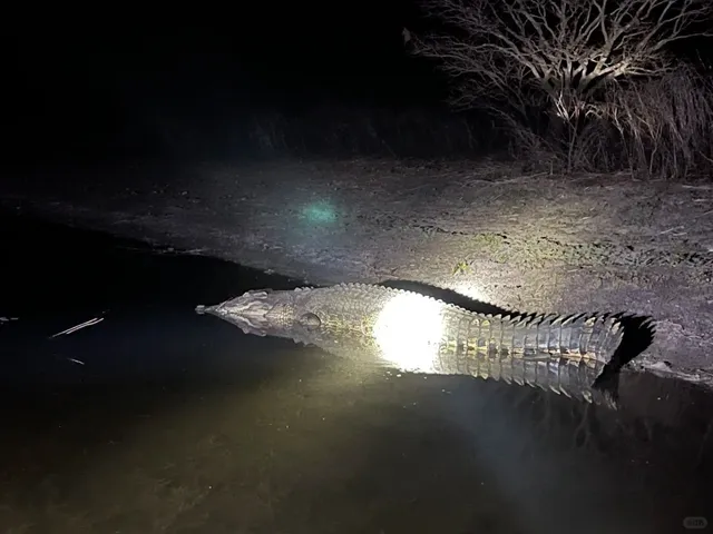 Australia's Saltwater Crocodiles🐊⚠️