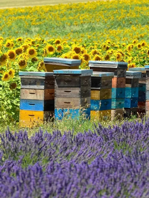 🇫🇷 Must-Visit Spots for an Avignon Road Trip