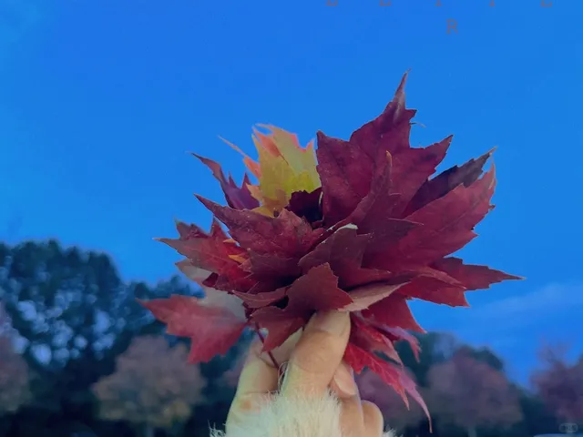 Atl | Midtown Day: Japanese Cafe + Botanical Garden Visit 🍁☕️