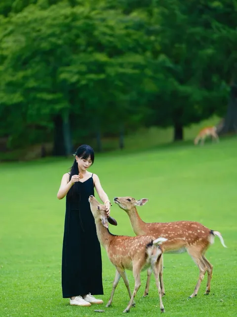 🌸 Kansai, Japan | Ultimate Guide