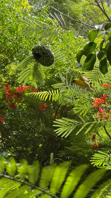 Ethiopia’s Hidden Oasis: Escape the Dust & Noise 🛖🏕️