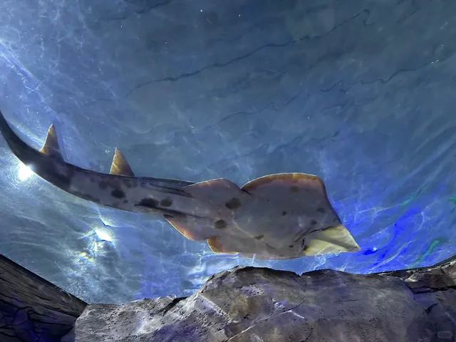 🐬 SeaWorld Orlando: Where Aquatic Wonders Meet Thrill Rides 