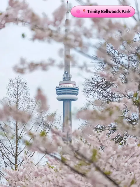 Toronto's Cherry Blossom Hotspots You Can't Miss! 🌸✨