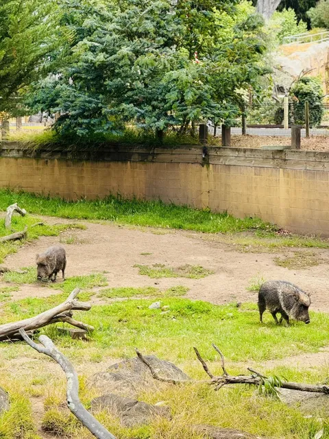 🌁 SF Zoo | A Cool Summer Spot for Bay Area Families