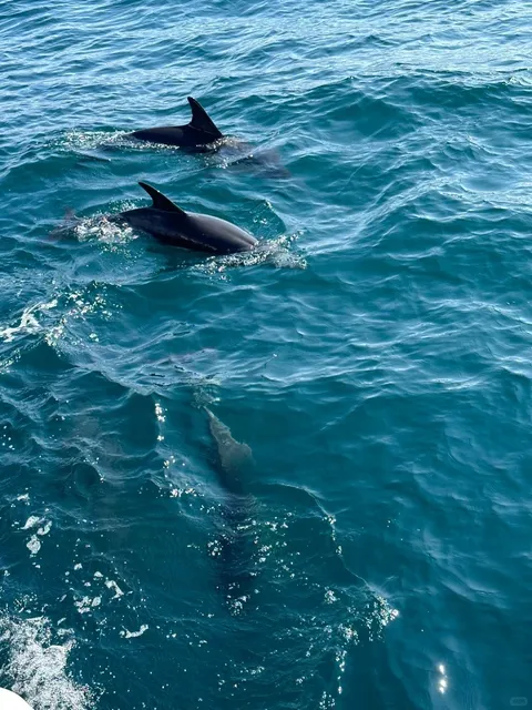 🇬🇧 Penzance｜Dolphin-Watching Boat Trip!