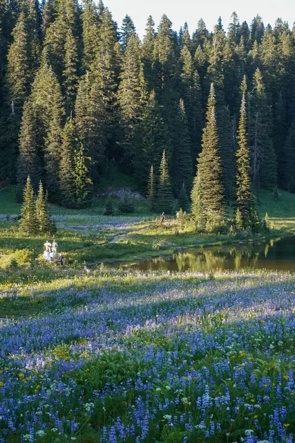 Lazy Girl’s Rainier Wildflower Guide 🌸📸 (No Hiking Required!)