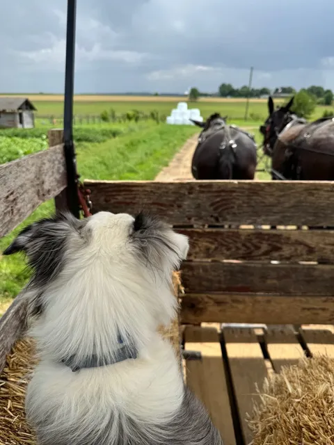 ​​Must-Visit: Old Windmill Farm for Ultimate Animal Fun! 🐄🐰🐶​​