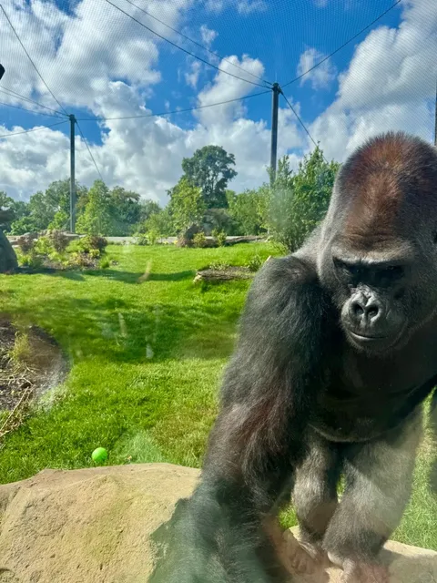 Brookfield Zoo: Where Animals Enjoy Luxurious Living Spaces 🦁🌳