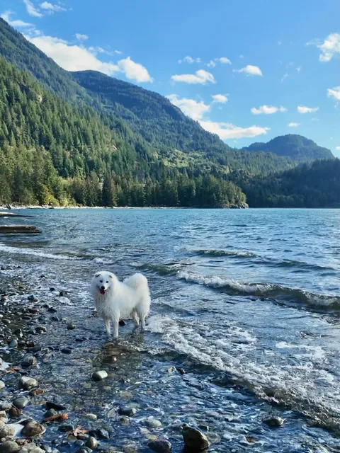 Vancouver｜Breathtaking Seaside Escape at Porteau Cove 🌊🐕