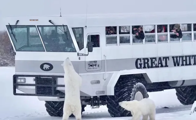  Churchill, Canada – Home to the World’s Only Polar Bear Jail!