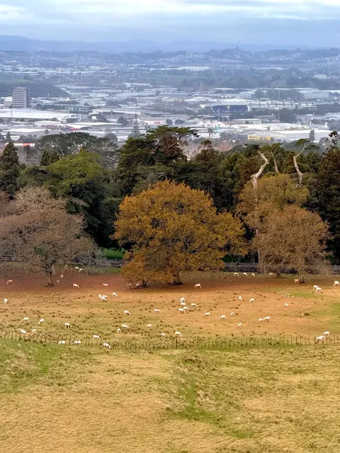Auckland Autumn/Winter: When the City Turns into a Golden Fairy Tale 