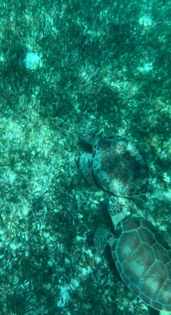 Cozumel Snorkeling Guide | Detailed Review of a Budget-Friendly Tour