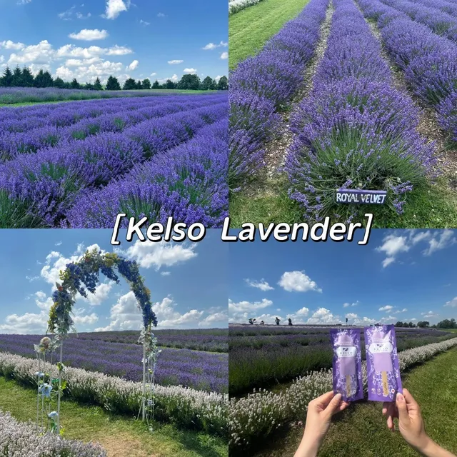 🇨🇦 Toronto Day Trip: Kelso Lavender - A Purple Paradise! 💜🌿