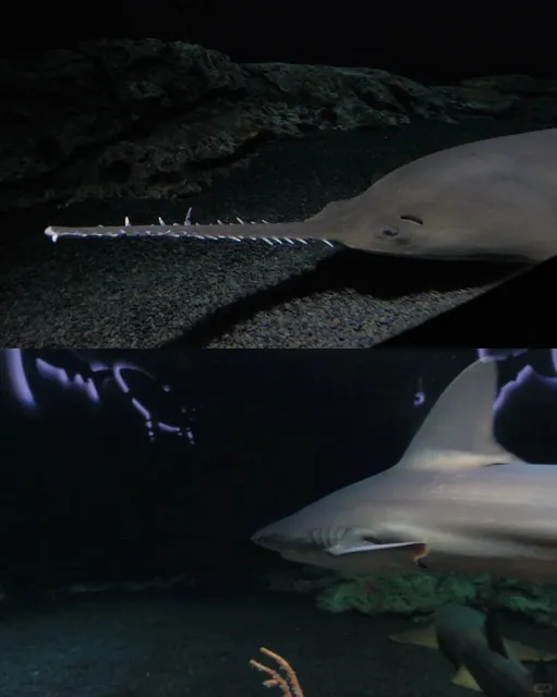 🦥 An Aquarium Where Sloths Roam Free! 🌊