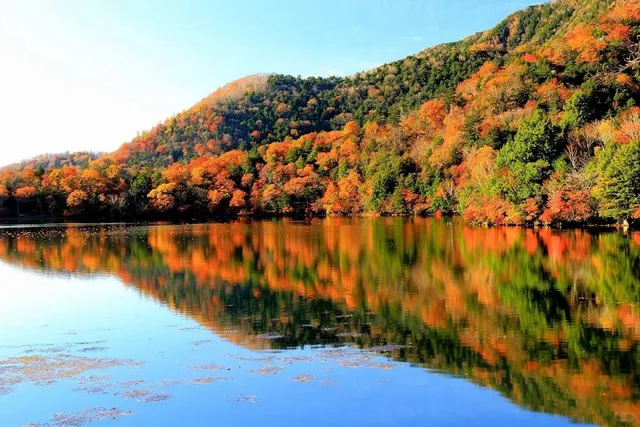 Where are the best maple viewing spots near Tokyo? 🍁🗼