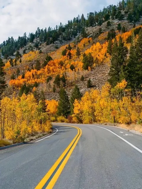 🍁 Countdown Begins!