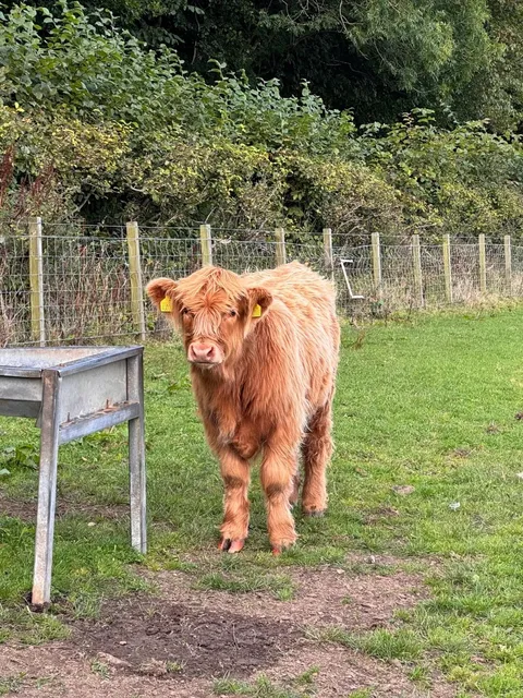 Who hasn’t experienced strawberry picking in Edinburgh yet??