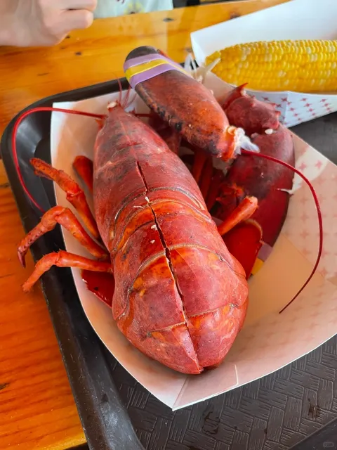 Where to See Whales 🐳 & Eat Lobster in Portland?