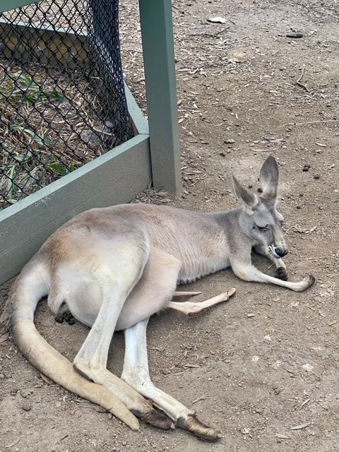 Brisbane & Gold Coast | 4 Days 5 Nights Itinerary (Car-Free Edition)